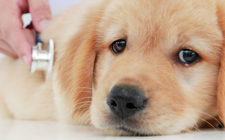 Veterinary Diagnostics – Growth, Trends, and Impact