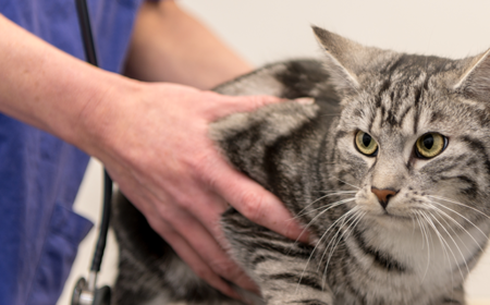 Veterinary Diagnostics – Growth, Trends, and Impact