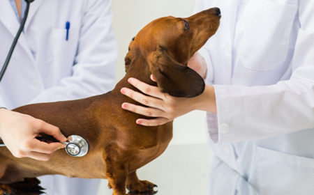 Cannabis-based Therapies for Companion Animals – Challenges and Opportunities Ahead