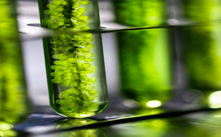 Algae: Future Feedstock for Biofuels