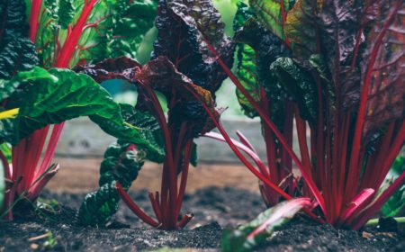 FutureBridge Reveals 5 Sustainable Start-ups Reimagining the Future of Food