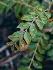 Curry Leaves (Murraya koenigii) – Plant-based Superfood