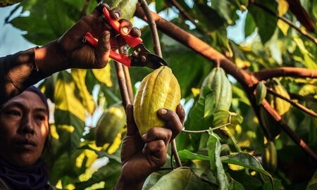 Cocoa prices continue to rise, when might the tide turn?