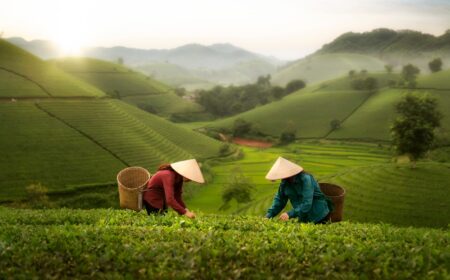 Tea prices are boiling over. Why?