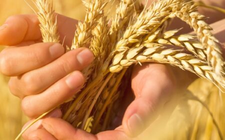 Tackling Resource Depletion: Innovative Solutions for a Resilient Food Future