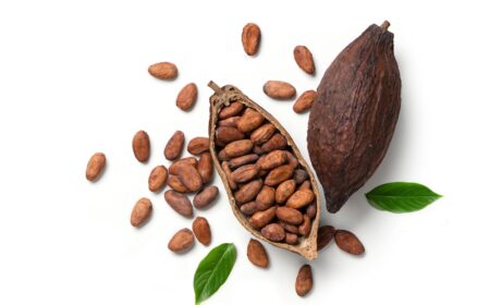 The Food Manufacture Explores Why Chocolate Makers are Seeking Cocoa Alternatives